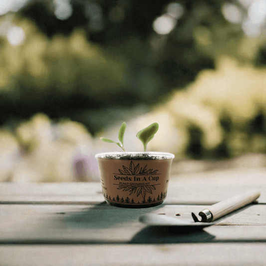Seeds In A Cup® | Jalapeño Plant Grow from Seed Gardening Kit