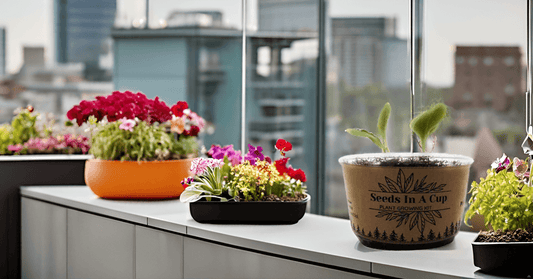 Jalapeño Plant Grow Kit | Seeds In A Cup® |