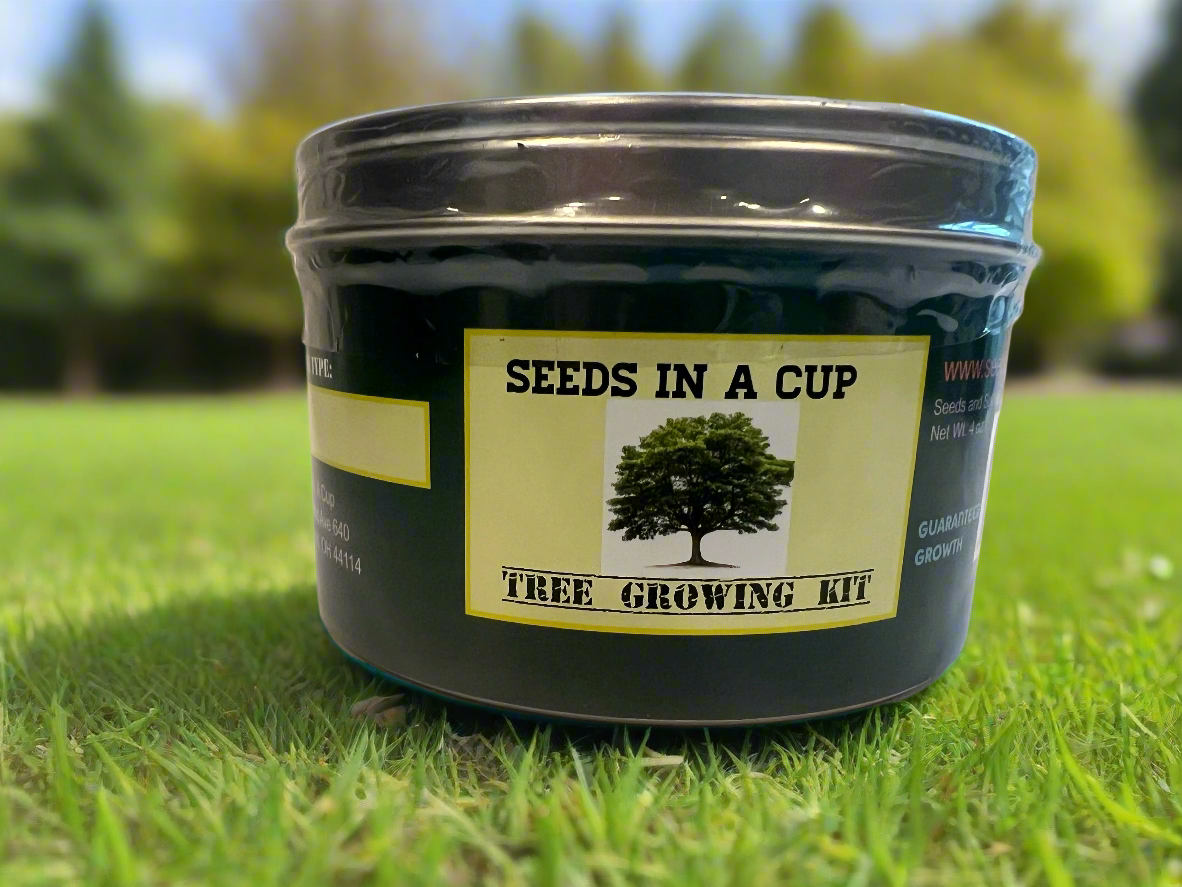 Tangerine Tree | Fruit Tree Seed Starter Grow Kit | Seeds In A Cup®