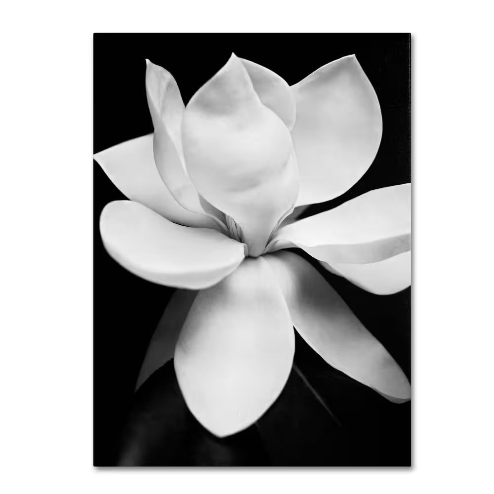 35 In. X 47 In. "Magnolia" by Michael Harrison Printed Canvas Wall Art