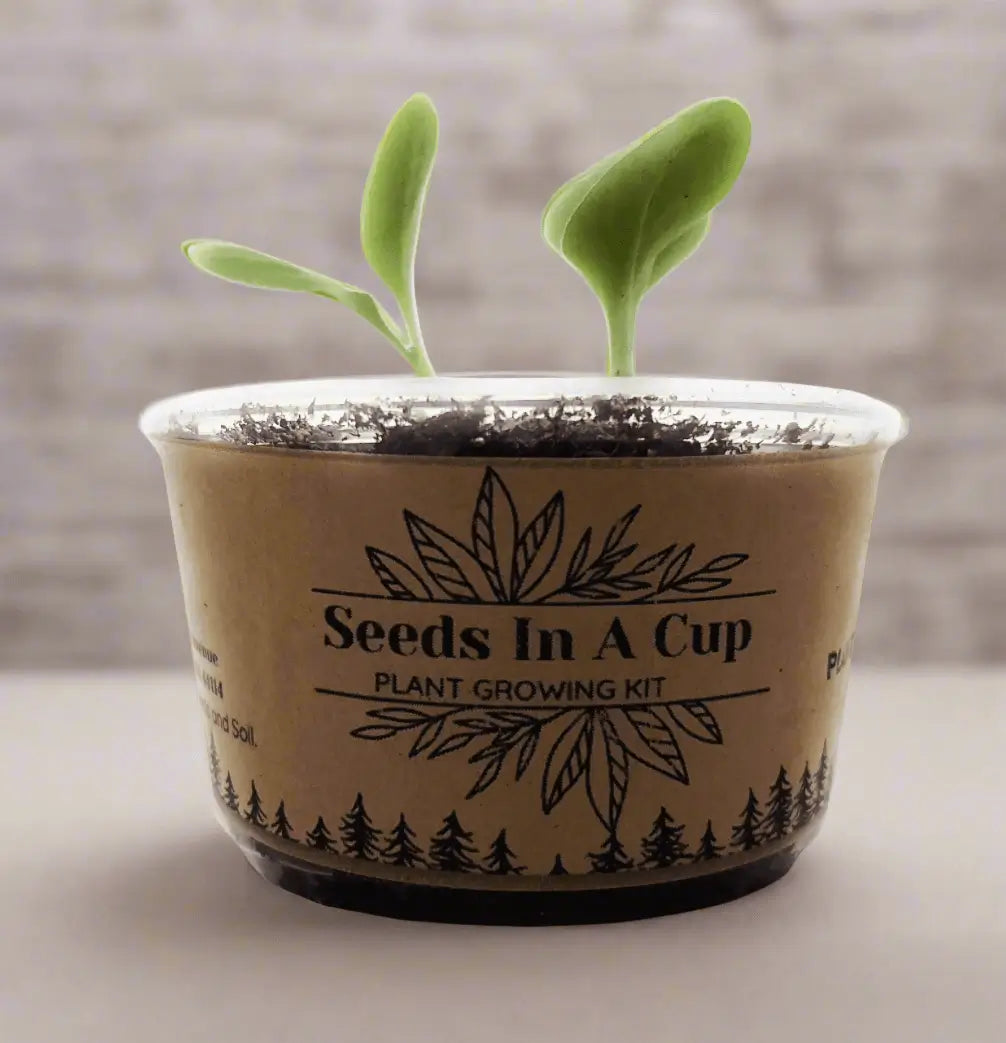 American Wisteria | Plant Seed Starter Grow Kit | Seeds In A Cup®