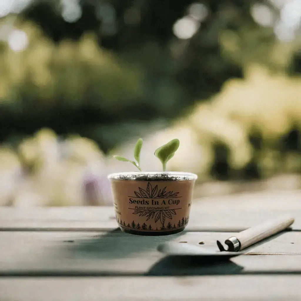 Broccoli | Plant Seed Starter Grow Kit | Seeds In A Cup®