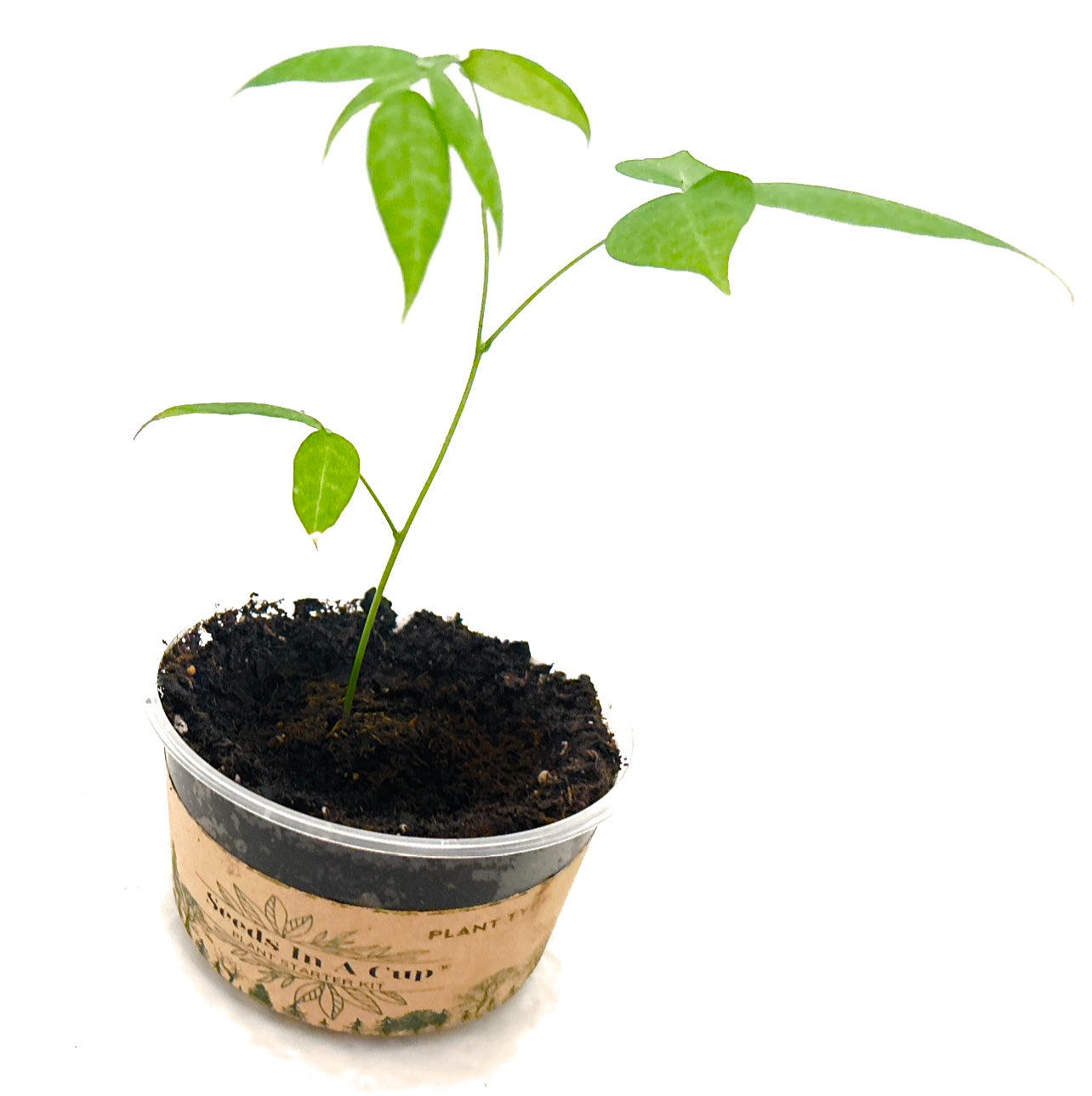 BULK ORDER- Seeds In A Cup | Vegetable & Herb Kit