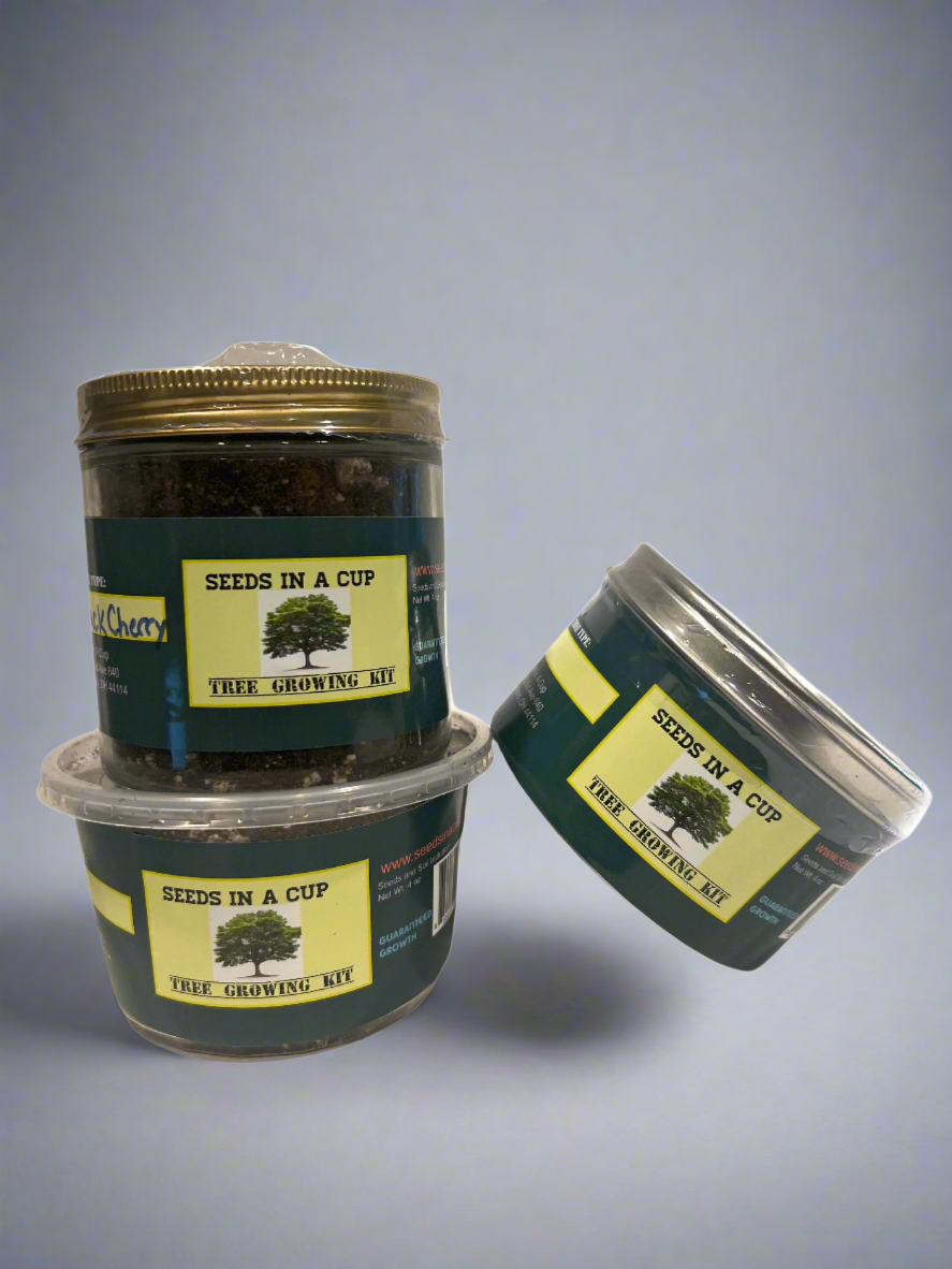 Olive Tree | Seed Starter Grow Kit | Seeds In A Cup®