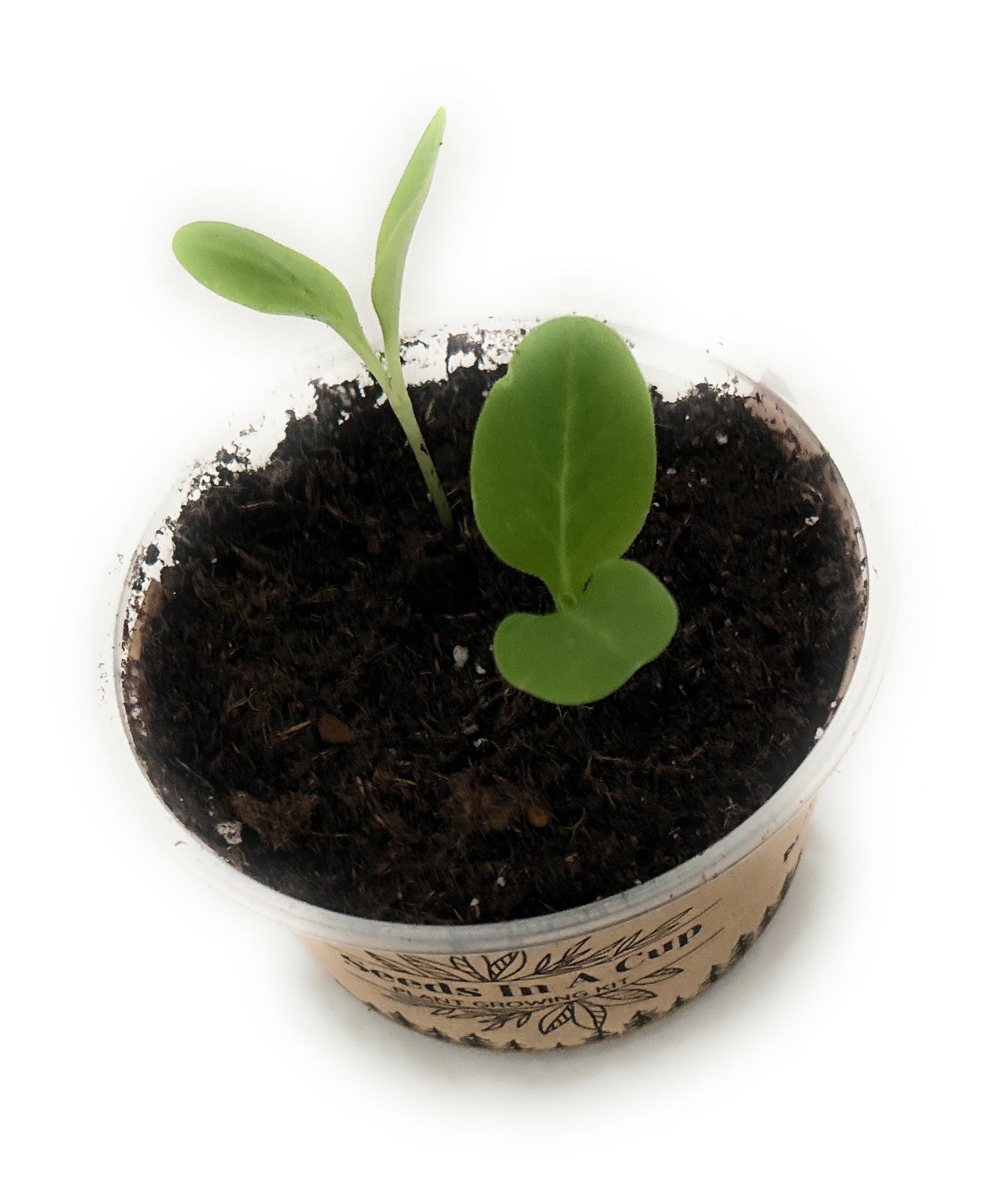 Pecan Tree | Seed Starter Grow Kit | Seeds In A Cup®