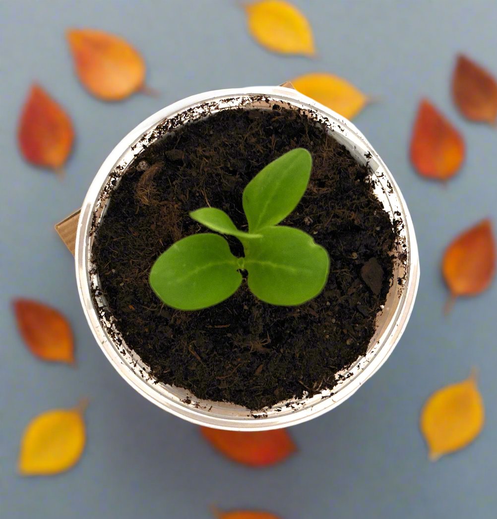 Olive Tree | Seed Starter Grow Kit | Seeds In A Cup®