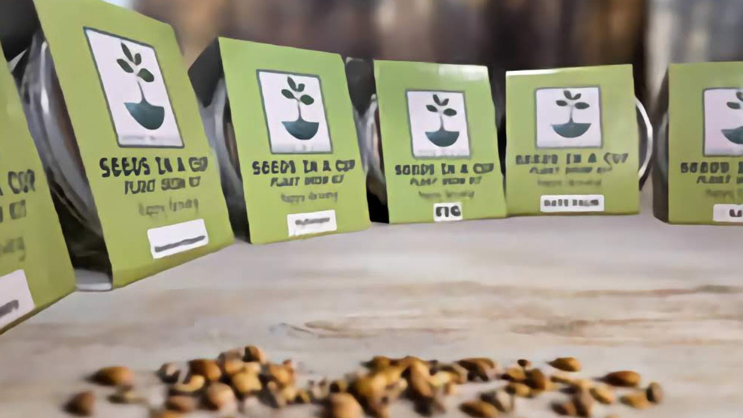 Dragon Fruit Tree | Plant Seed Starter Grow Kit | Seeds In A Cup®