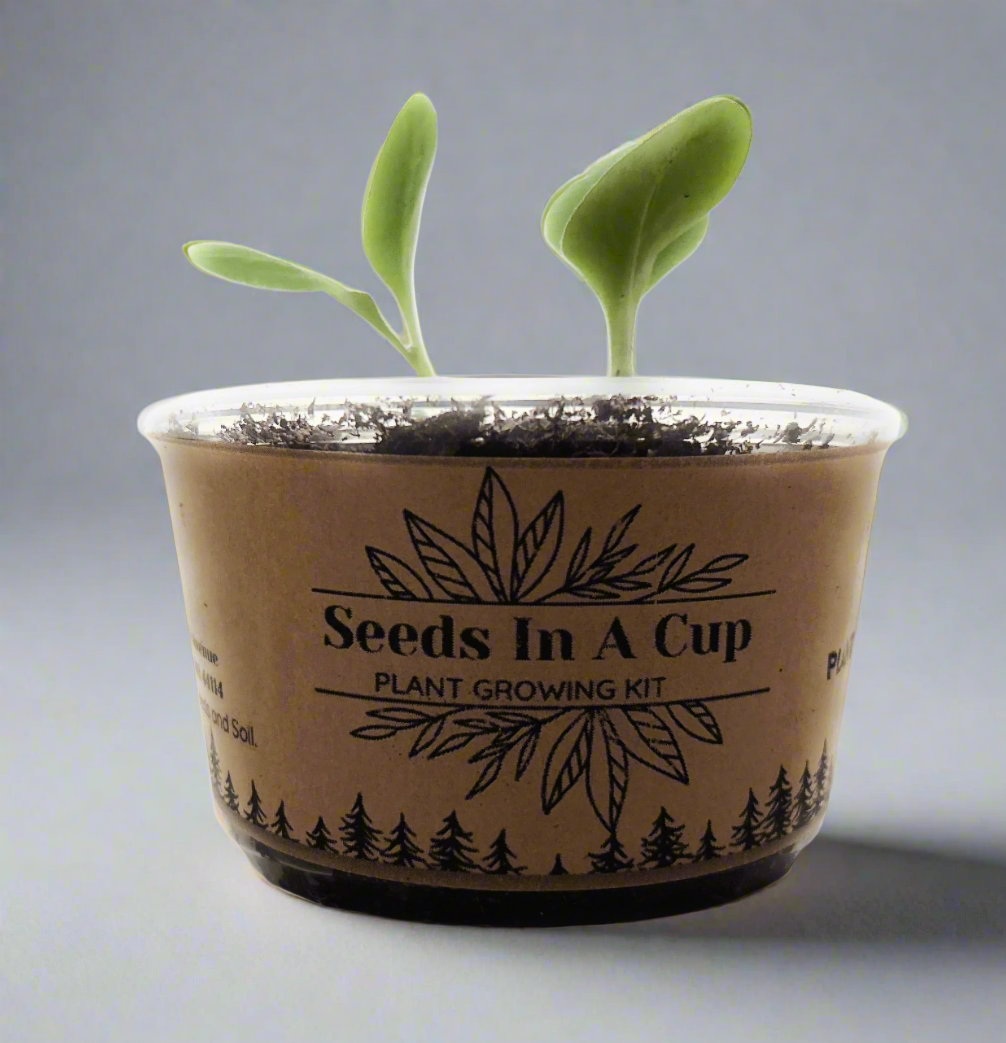 Olive Tree | Seed Starter Grow Kit | Seeds In A Cup®