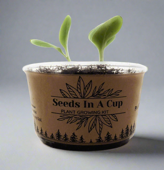 Coffee Arabica Tree | Seed Starter Grow Kit | Seeds In A Cup®